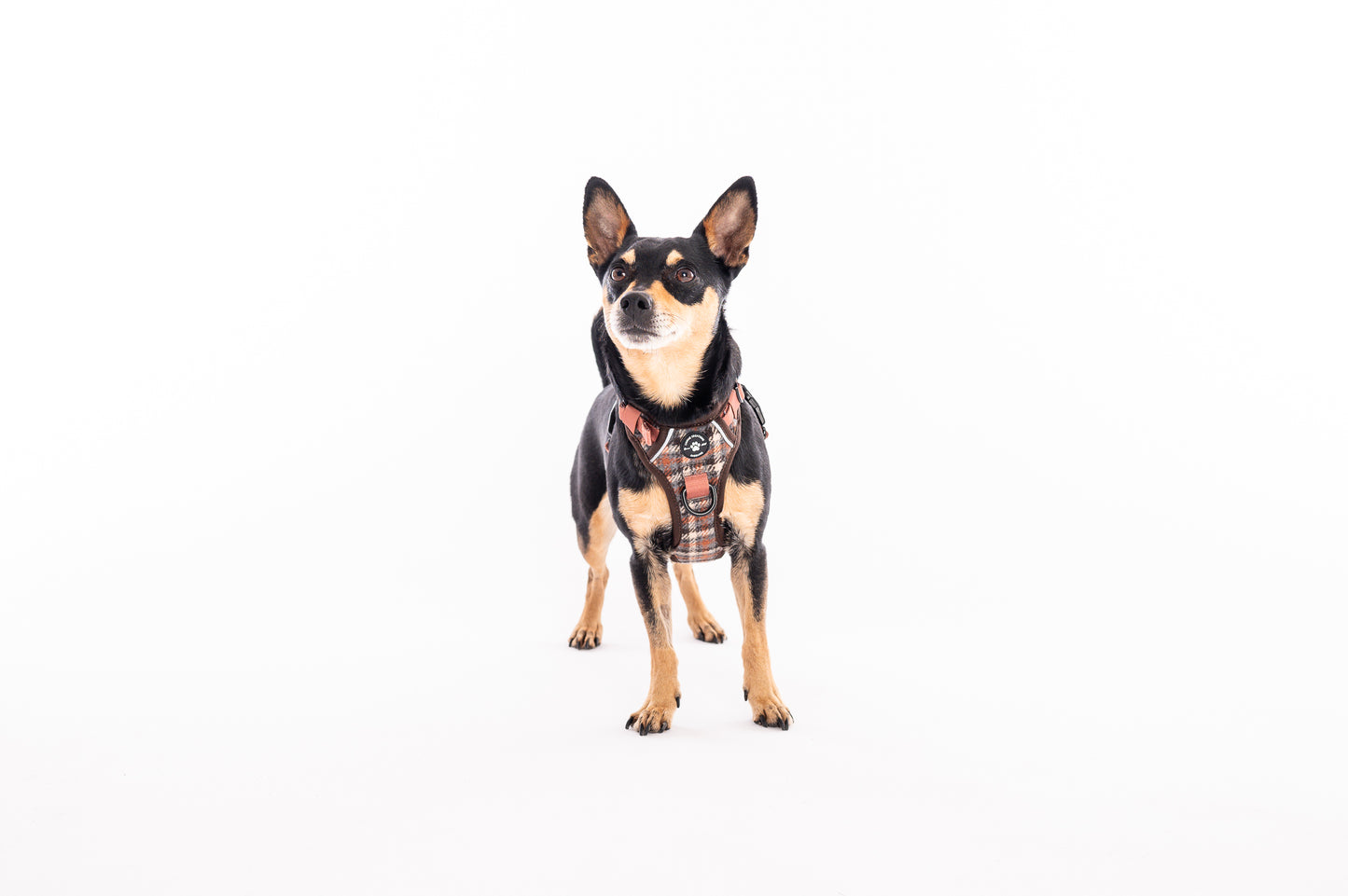 The Brown Tweed Collar