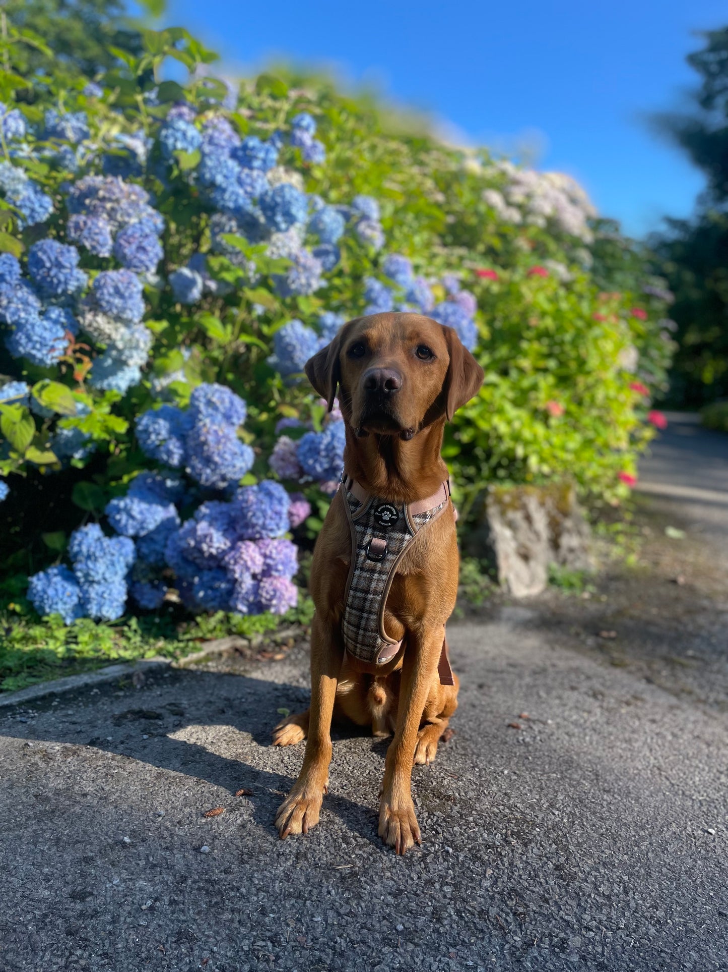 The Cream Tweed Harness