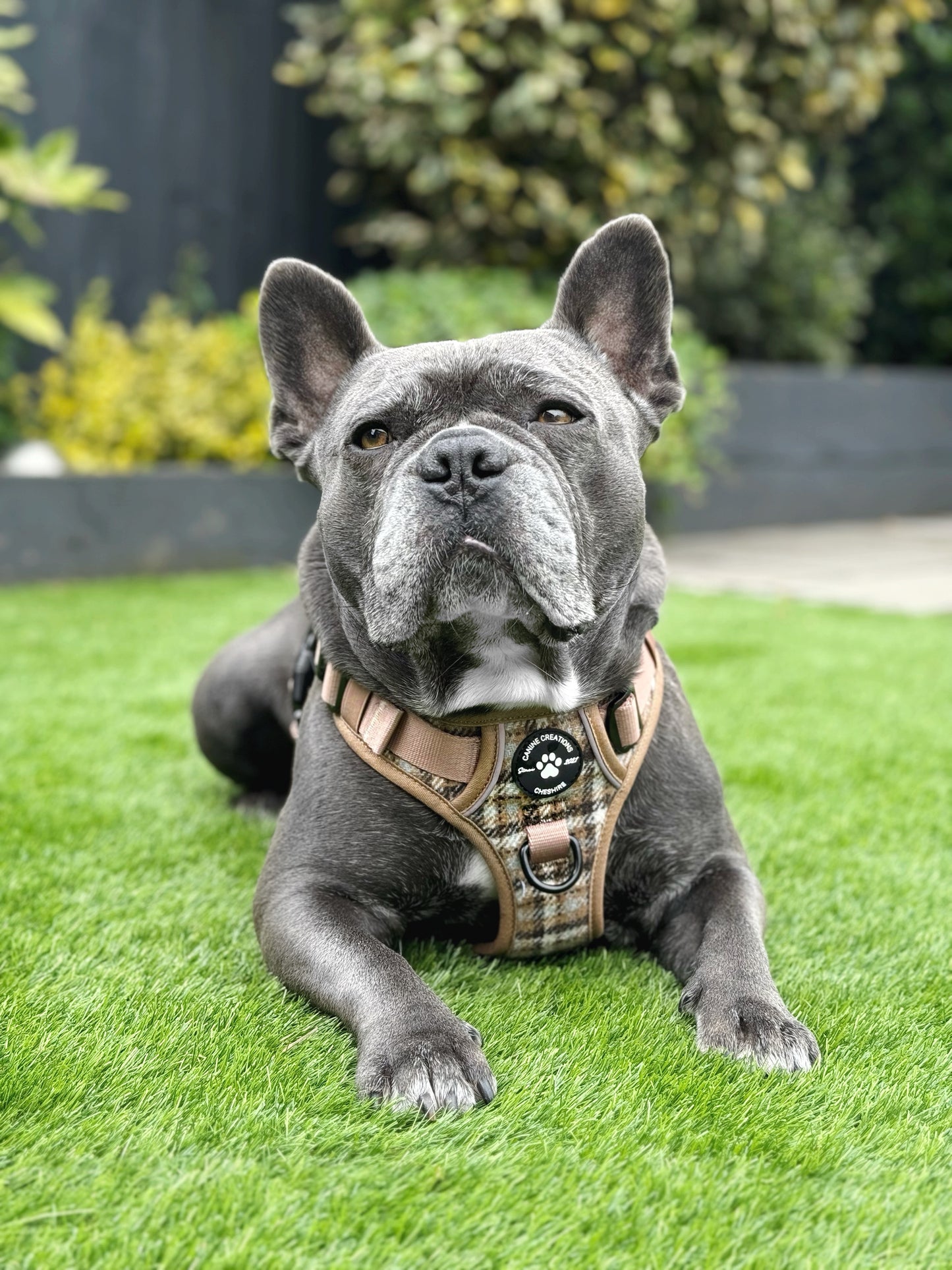 The Cream Tweed Collar