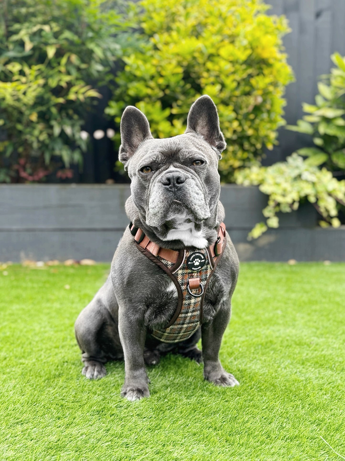 The Brown Tweed Harness