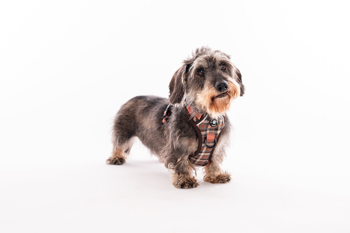 Harness, Lead & Poo Bag Bundle - Brown Tweed