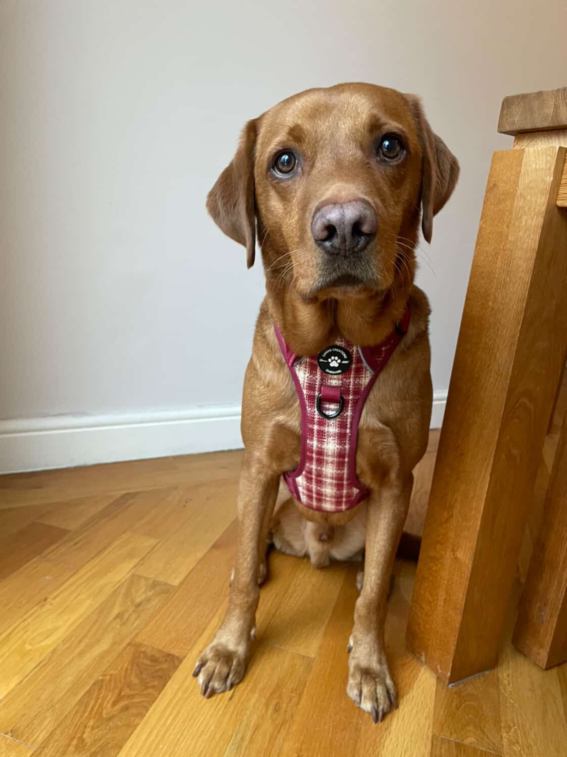 Harness, Lead & Poo Bag Bundle - The Very Berry Collection