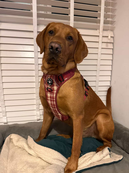 Harness, Lead & Poo Bag Bundle - The Very Berry Collection