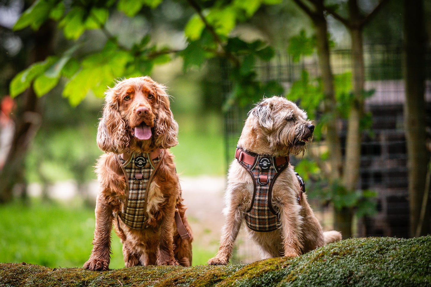 Harness, Lead & Poo Bag Bundle - Brown Tweed
