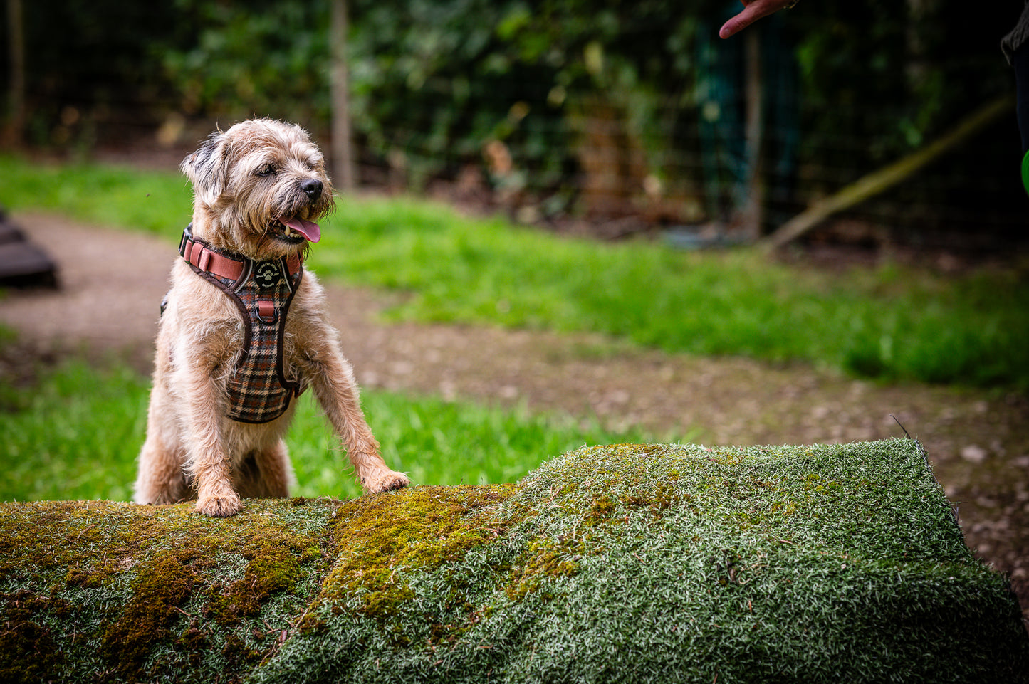 Harness, Lead & Poo Bag Bundle - Brown Tweed