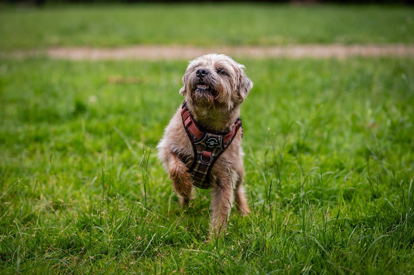 Harness, Lead & Poo Bag Bundle - Brown Tweed