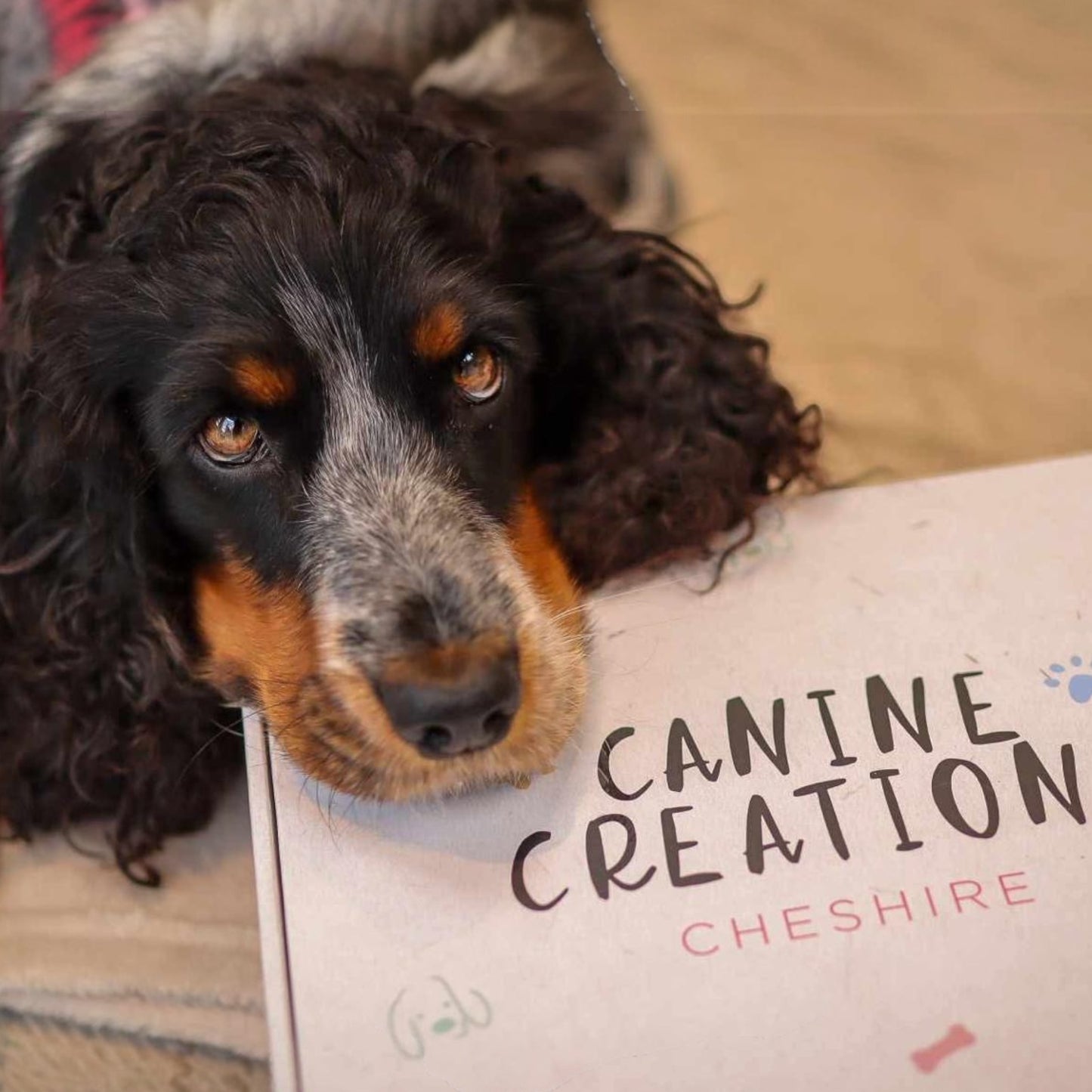 Canine Creations Sample Box