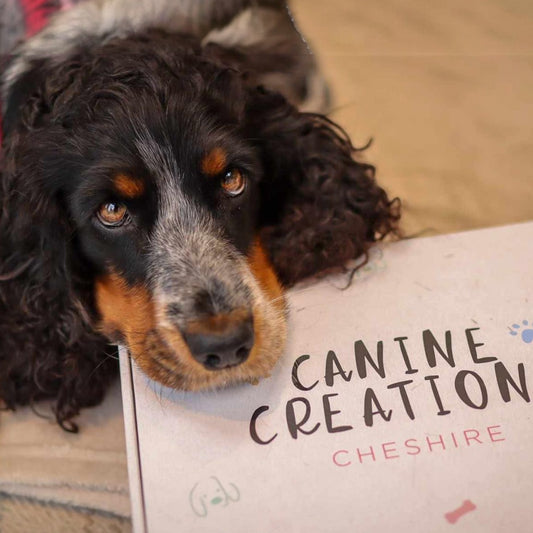 Canine Creations Sample Box
