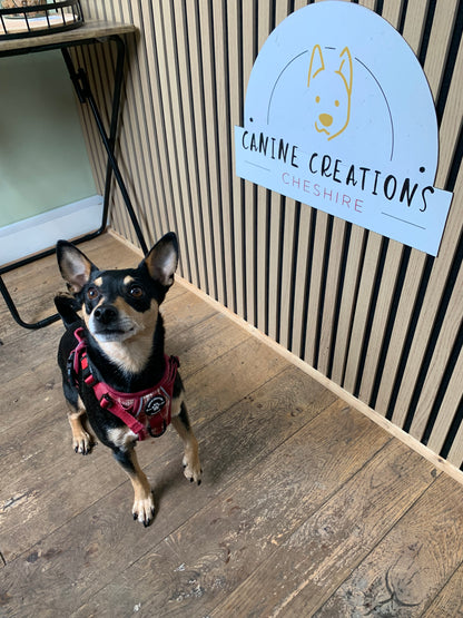 Harness, Lead & Poo Bag Bundle - The Very Berry Collection