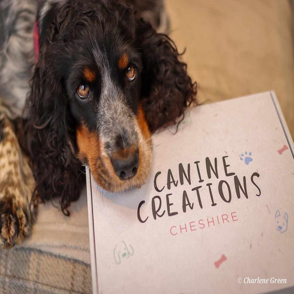 Canine Creations Sample Box