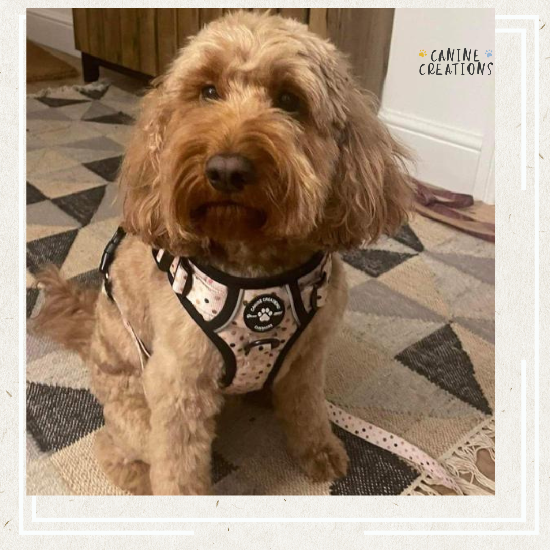Best harness for sales cockapoo