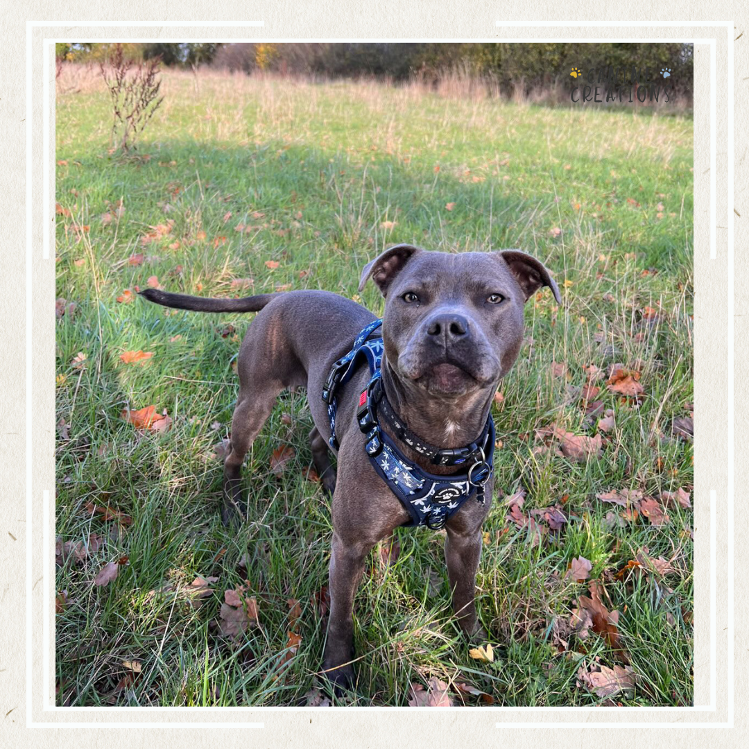 Staffy 2024 puppy harness