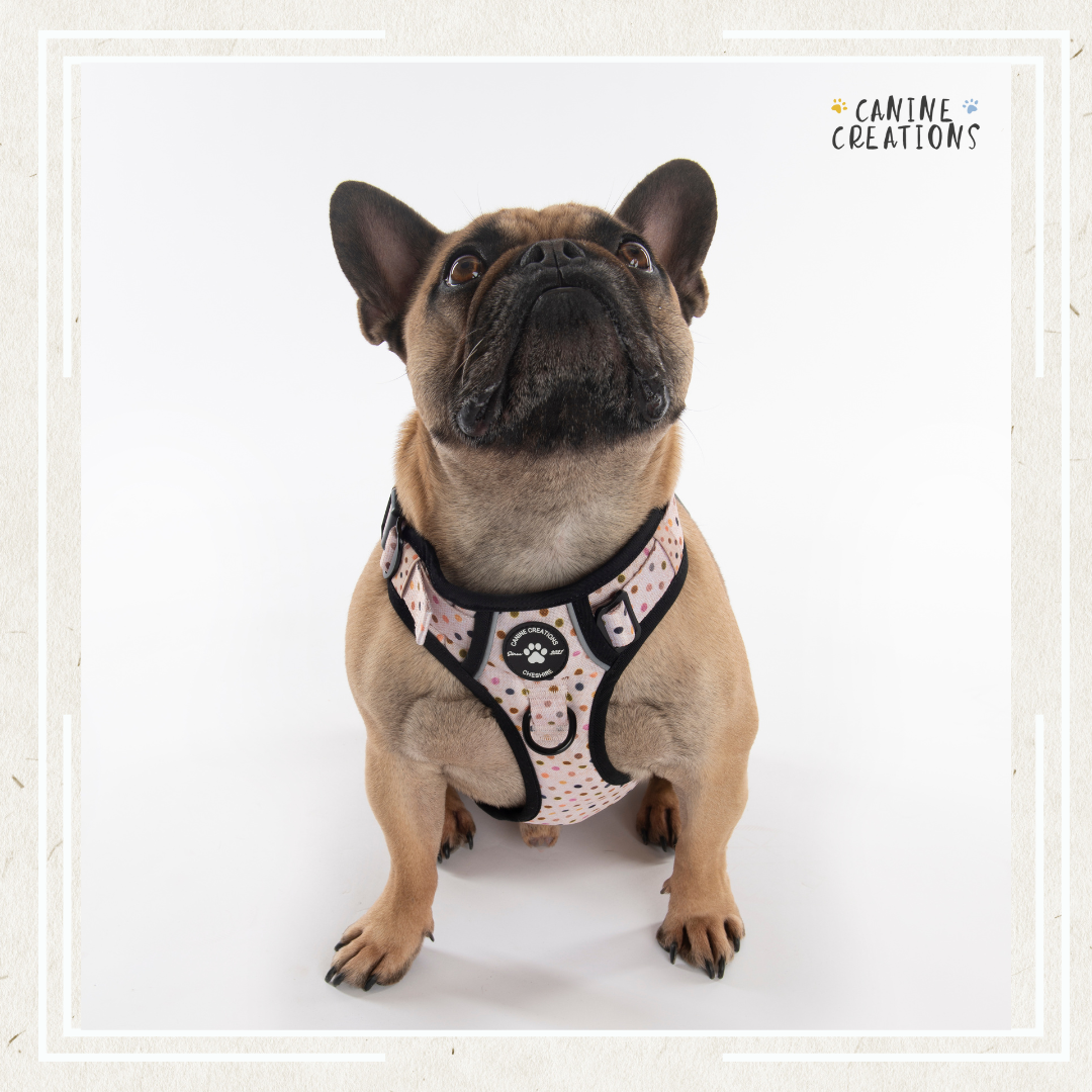 Harness, Lead & Poo Bag Bundle - Polka Dot