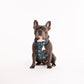 Harness, Lead & Poo Bag Bundle - Chequered